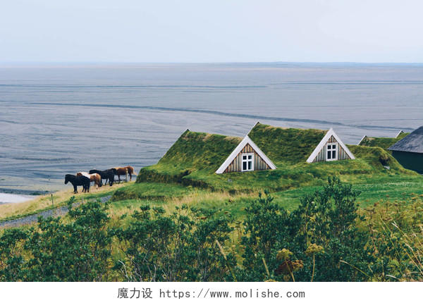 冰岛马和典型的小房子